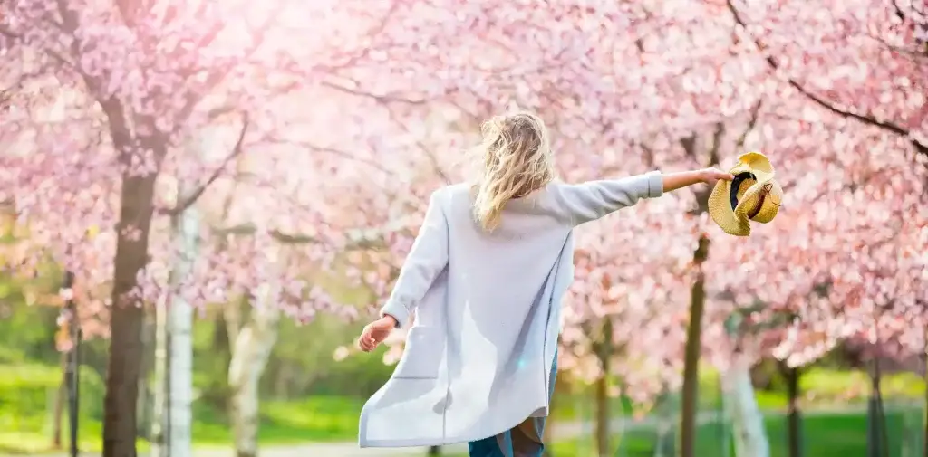 Mujer paseando entre cerezos en flor
